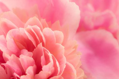 Arka planda pembe şakayık çiçeğinin yakın çekimi