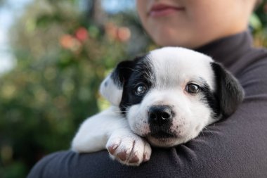 Çocuk, küçük siyah beyaz bir köpek yavrusunu tutuyor. Sokakta yürü. Hayvanlara bakmak..