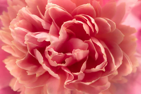 Closeup Pink Peony Flower Background — Stock Photo, Image