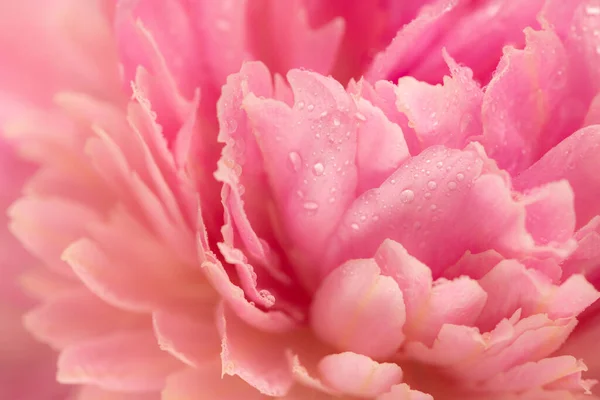 Primer Plano Flor Peonía Rosa Con Rocío Fresco Mañana Concepto —  Fotos de Stock