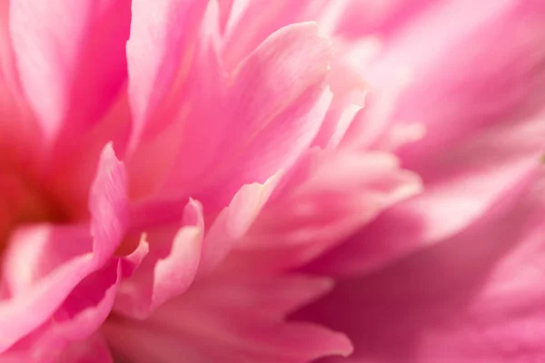 Zblízka Okvětní Lístky Růžové Pivoňka Květiny Pozadí Krásná Romantická Fotka — Stock fotografie