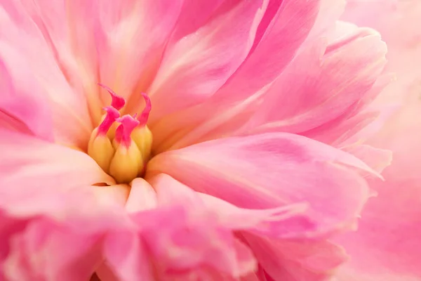 Nahaufnahme Von Offenen Rosa Pfingstrose Blume Auf Dem Hintergrund — Stockfoto