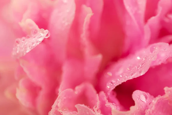 Detailní Záběr Růžového Pivoňkového Květu Čerstvou Ranní Rosou Koncept Romantické — Stock fotografie
