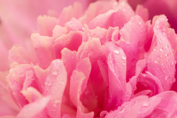 Închiderea Florii Bujor Roz Roua Proaspătă Dimineață Conceptul Fundal Romantic — Fotografie, imagine de stoc