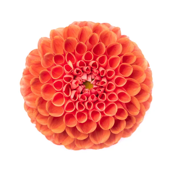 Dahlia Blommor Isolerad Vit Bakgrund — Stockfoto