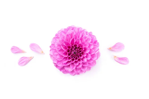 Dahlia Květiny Okvětními Lístky Izolované Bílém Pozadí Horní Pohled — Stock fotografie