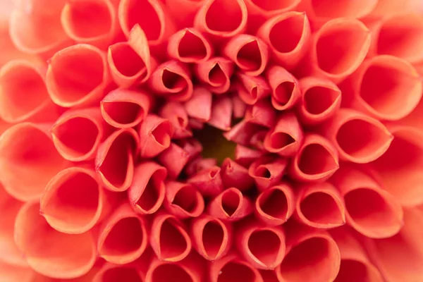 Крупный План Цветов Георгины Фоне Роз — стоковое фото