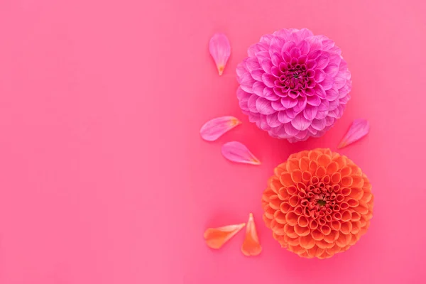 Primer Plano Flores Dalia Con Pétalos Sobre Fondo Rosa Vista —  Fotos de Stock