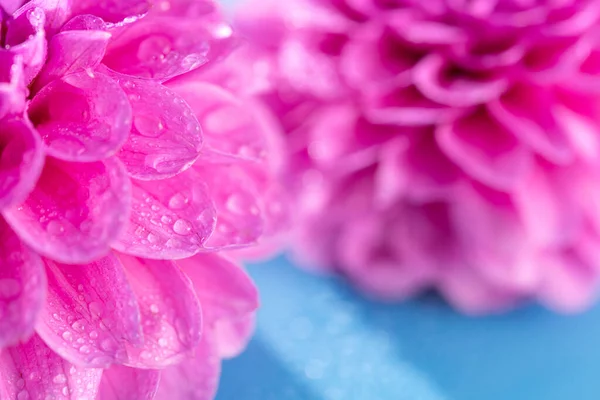 Κοντινή Φωτογραφία Από Ροζ Λουλούδια Ντάλια Σταγόνες Νερού Μπλε Φόντο — Φωτογραφία Αρχείου