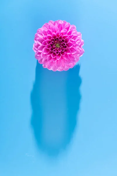 Rózsaszín Virág Dália Kék Háttérrel Minta Háttér Felülnézet — Stock Fotó