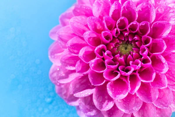 Detailní Fotografie Růžové Květy Dahlia Kapkami Vody Modrém Pozadí — Stock fotografie