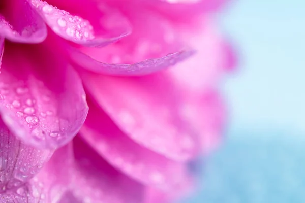 Detailní Fotografie Růžové Květy Dahlia Kapkami Vody Modrém Pozadí — Stock fotografie