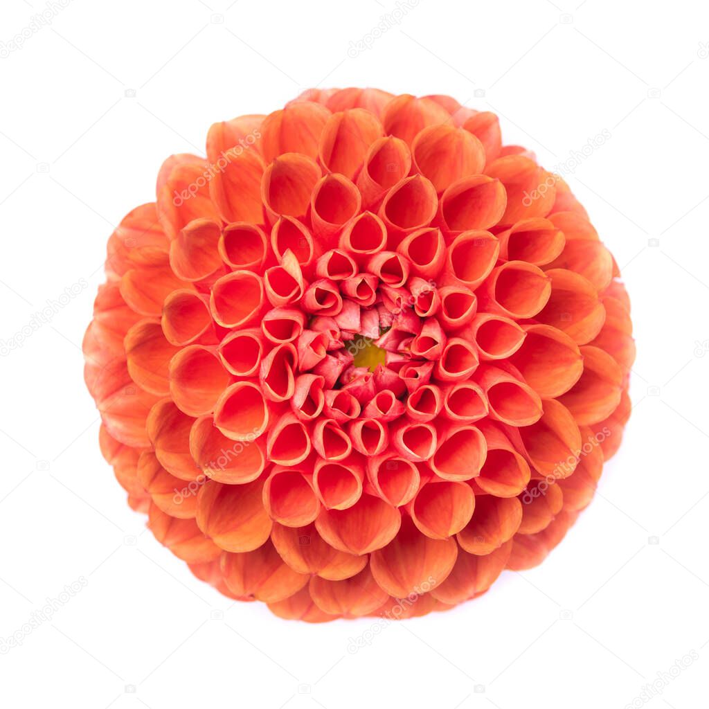 Dahlia flowers isolated on a white background.