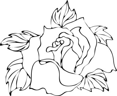 Gül çiçek Çizim ve eskiz ile çizgi-resim beyaz arka plan üzerinde.