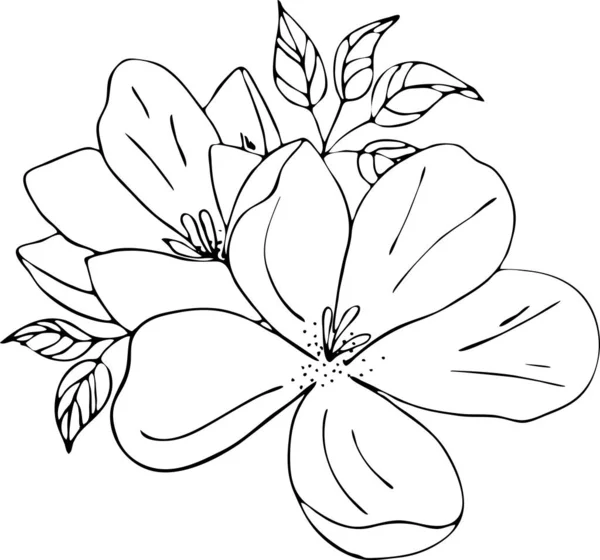 Magnolia fiori disegno e schizzo con line-art su sfondi bianchi. Silhouette — Vettoriale Stock