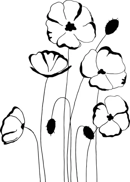 Amapola, flores dibujo y boceto con line-art sobre fondos blancos . — Vector de stock