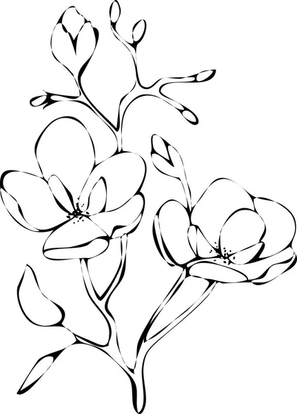 Manolya çiçekler çizim ve beyaz arka planlar üzerinde çizgi sanatı ile kroki. Siluet — Stok Vektör