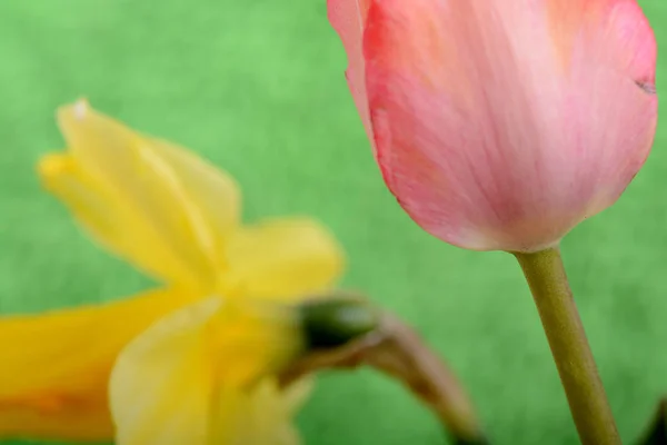 spring flowers banner. bunch of tulip flowers on abstract green background. close up