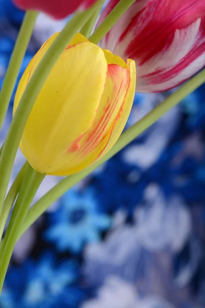 Makro Aus Gelben Und Rosa Tulpen Die Auf Blauem Hintergrund — Stockfoto