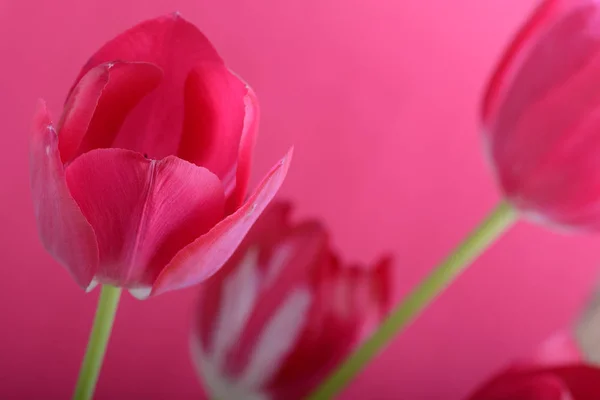Nahaufnahme Von Roten Tulpen Die Auf Rotem Hintergrund Blühen — Stockfoto