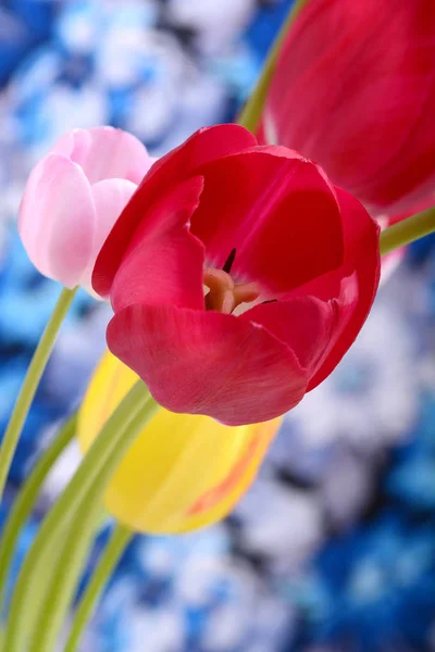 Kırmızı Lale Mavi Beyaz Arka Plan Üzerinde Çiçek Açan Yakın — Stok fotoğraf