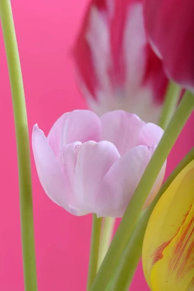 春花のバナーです 抽象的な背景の上にピンクのチューリップ花の束 クローズ アップ — ストック写真