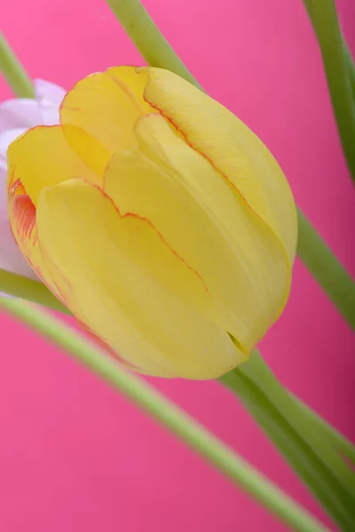 spring flowers banner. yellow tulip flowers on abstract background. close up