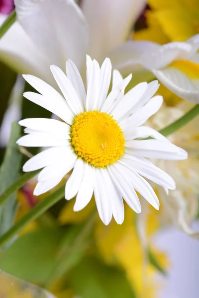 Liten Solig Härlig Kamomill Blommor Närbild — Stockfoto