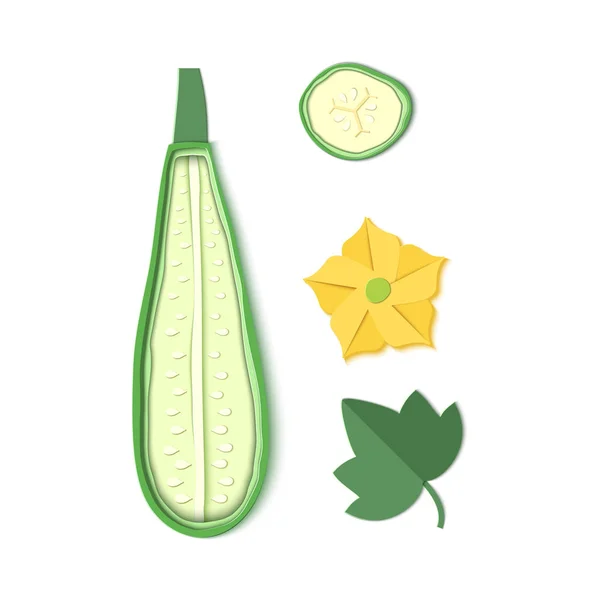 Ensemble de courgettes coupées en papier. Origami moitié courge, un morceau,. Collection de feuilles et de fleurs de moelle végétale. Illustration de carte vectorielle. Récolte courgette ingrédient biologique dans le style art du papier . — Image vectorielle