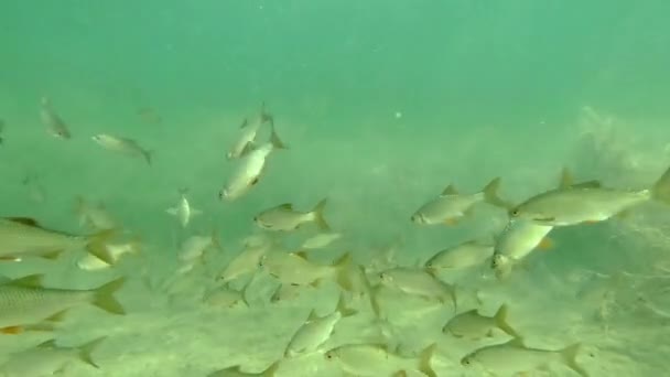 Live Lake Shoal Common Rudd — стоковое видео