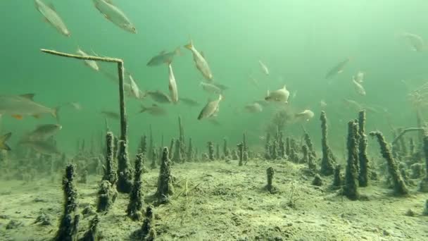 Live Lake Shoal Common Rudd — стоковое видео