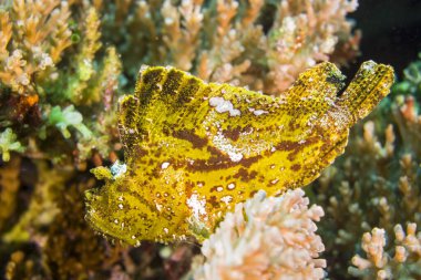Yellow Leaf fish on the coral reef