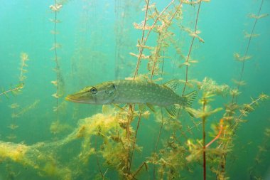 bitkiler zemin üzerine pike     