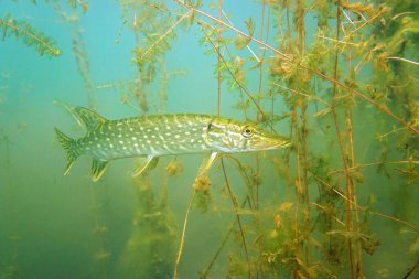 bitkiler zemin üzerine pike