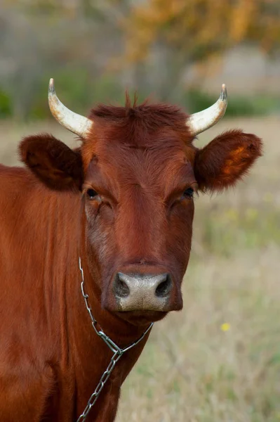 Vaca Escura Contexto Natureza — Fotografia de Stock