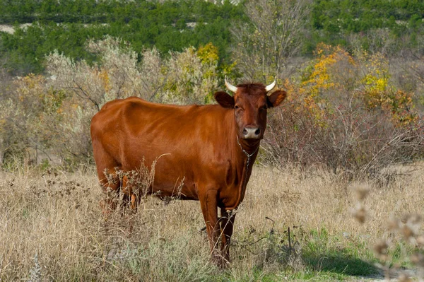 Vaca Escura Contexto Natureza — Fotografia de Stock