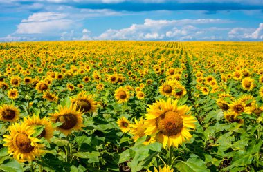 Ayçiçekleri ve mavi gökyüzü