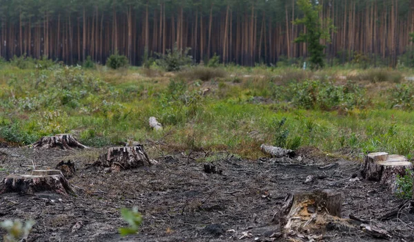 Dennenbos Met Gekapte Bomen — Stockfoto