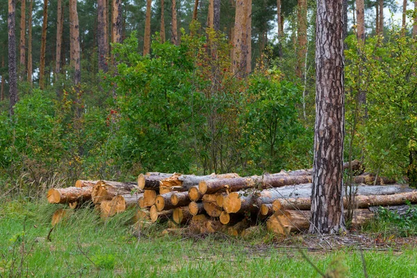 Сосновий Ліс Впалими Деревами — стокове фото