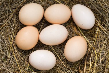 Saman üzerinde yalan taze tavuk yumurta.