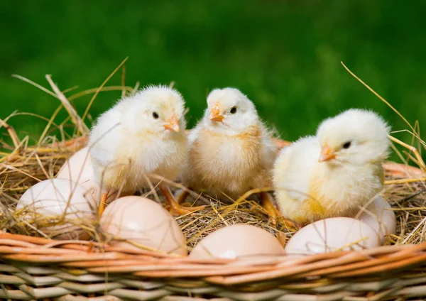 Little Chickens Sitting Eggs — Stock Photo, Image