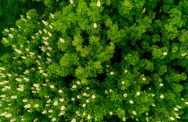 Вид Зеленое Каштановое Дерево Высоты — стоковое фото
