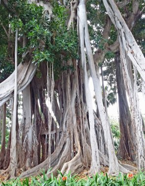 Kanarya ormanının ormanı, Tenerife, 12:55 s. m.; 16 Ağustos 2014; Kanarya Adaları İspanya