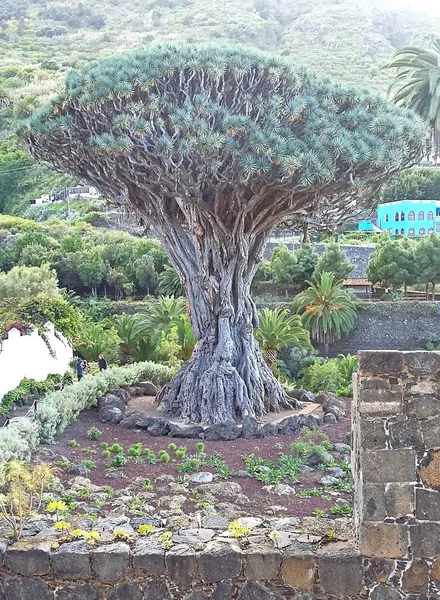 Drzewo Drago Lanzarote Sierpnia 2015 Wyspy Kanaryjskie Hiszpania — Zdjęcie stockowe