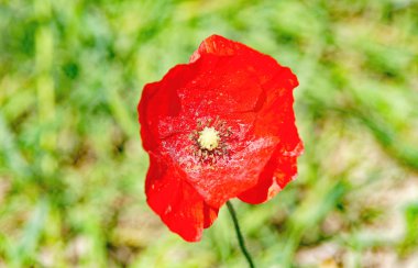 Kırmızı poppies, Barcelona, Catalunya, İspanya