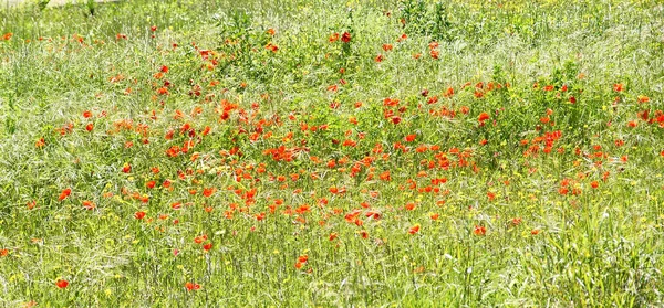 红色罂粟 巴塞罗那 加泰罗尼亚 西班牙 — 图库照片