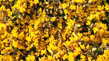 Asturias Prensliği, 16:15 p.m çiçeklerin.; 17 Mayıs 2015; Asturias, İspanya