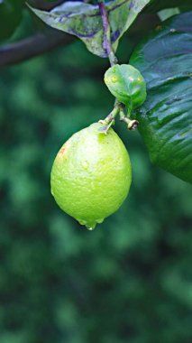Bir limon yağmur damlaları; 12:45 PM.; 16 Ağustos 2015; Asturias, İspanya Gijn, Asturias Prensliği