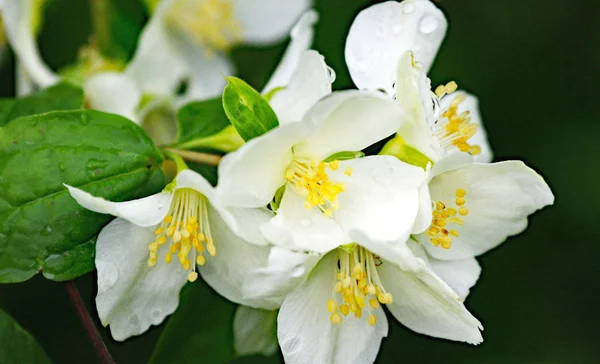 Flowers Principality Asturias May 2015 Asturias Spain — Stock Photo, Image