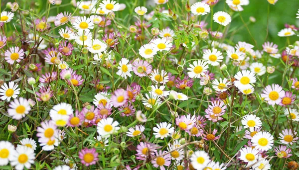 Flowers Principality Asturias May 2015 Asturias Spain — Stock Photo, Image